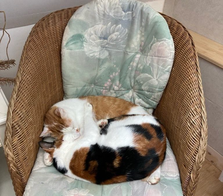 Horus et Tara, les chats