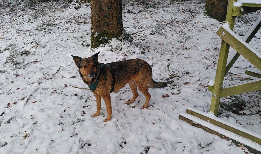 Oxana, la chienne